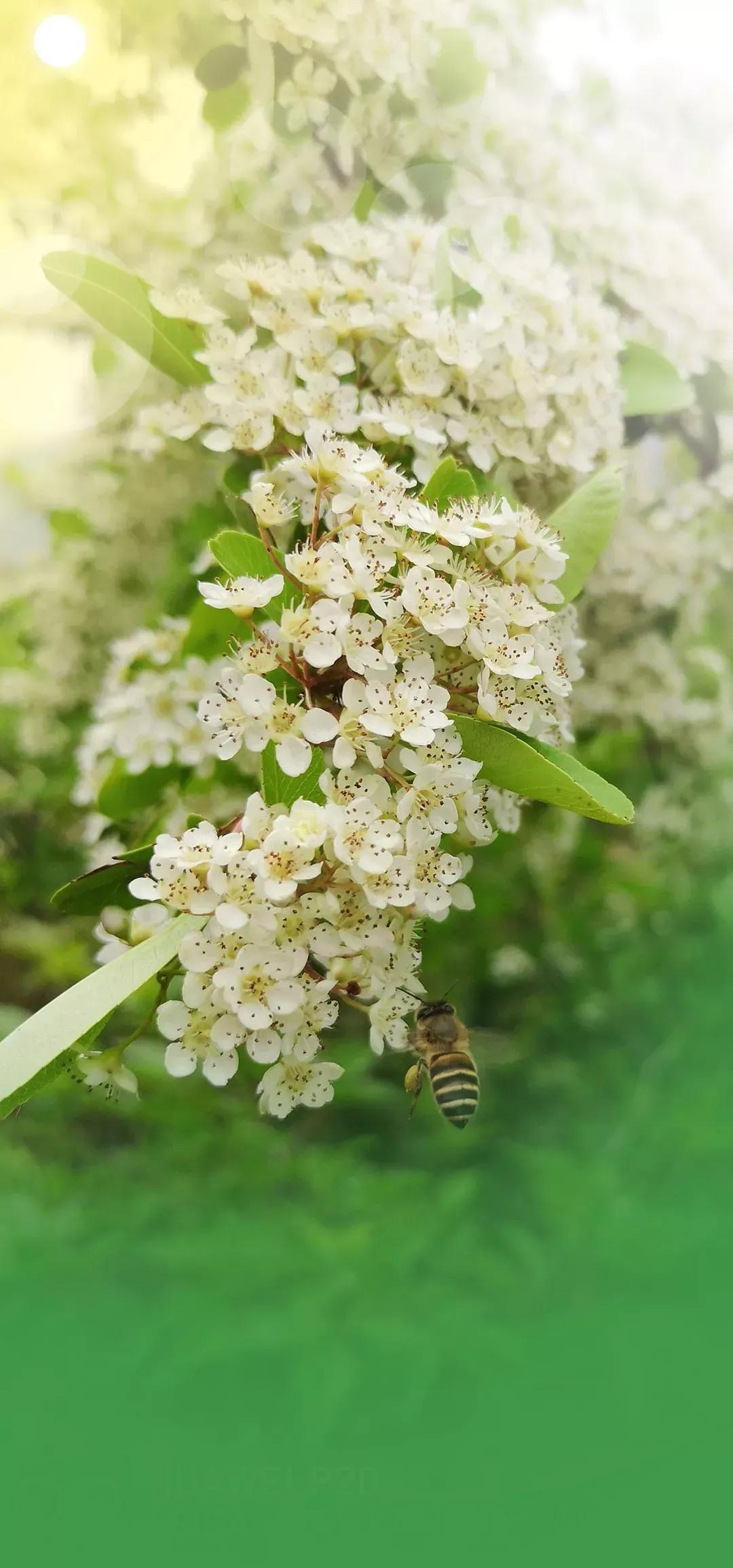 原图壁纸：Andriod手机挖孔壁纸,第一期