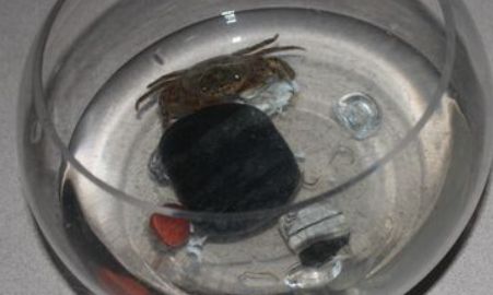 卖螃蟹怎么存放活得更久,死螃蟹怎么保存才新鲜能保存多久