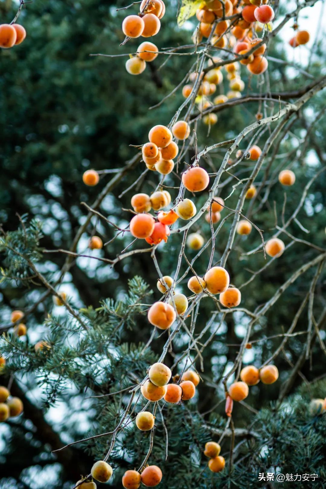 您有一份来自温泉的“柿柿如意”，请注意查收！