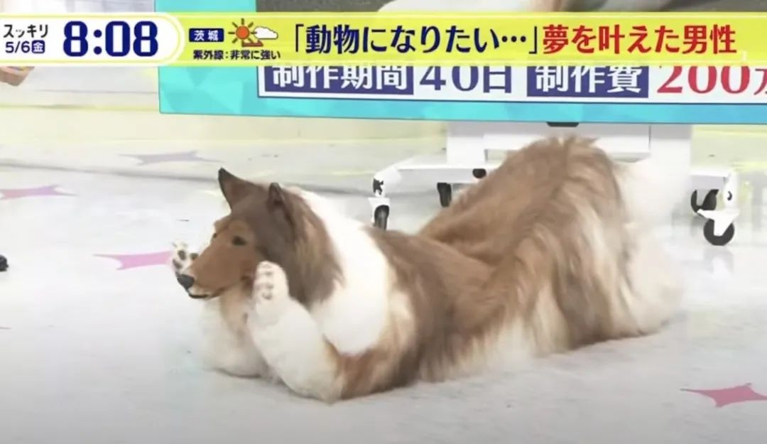 不想再做人,日本男子花了200万让自己变成了狗