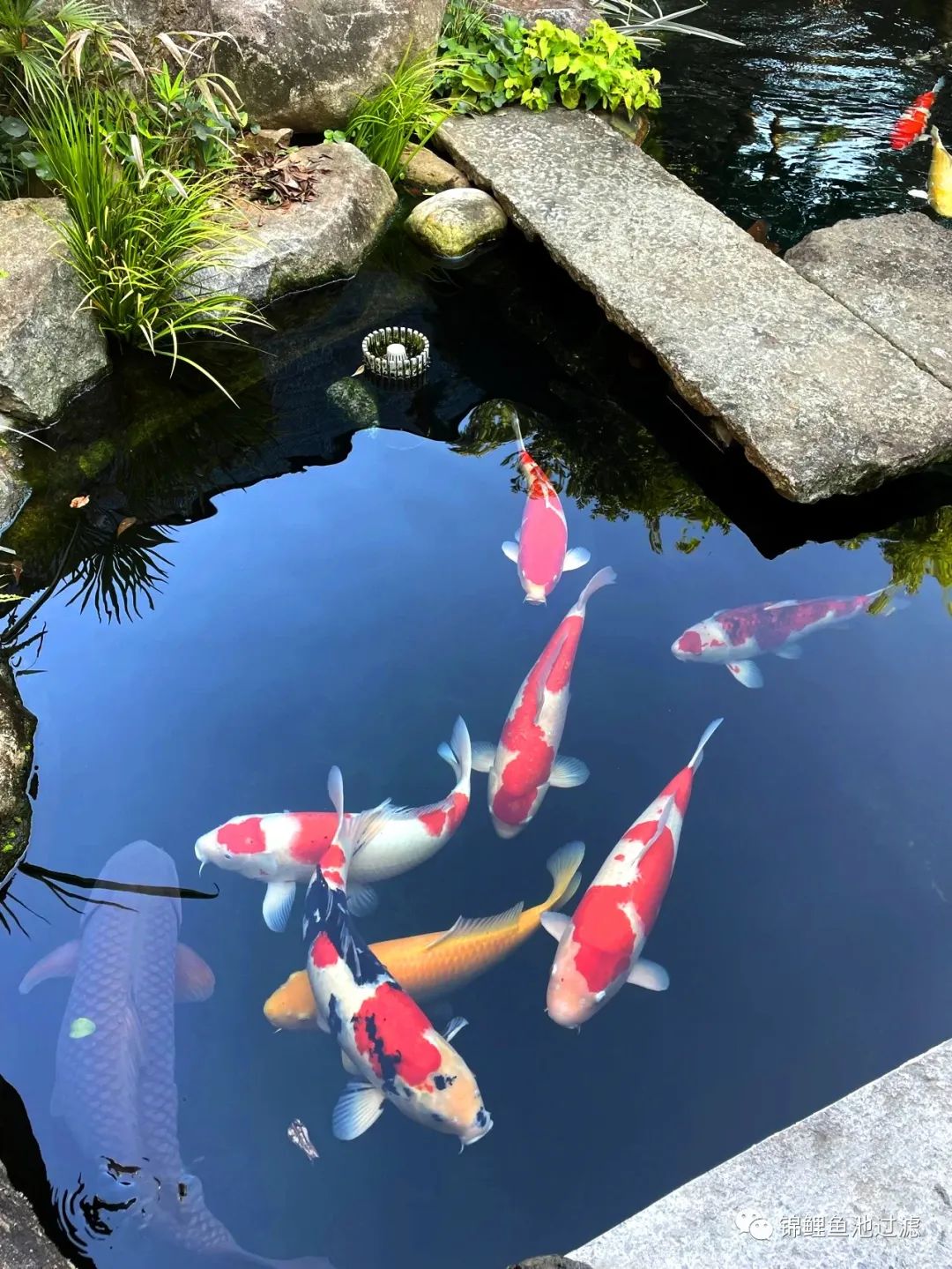 老绿水养鱼的优缺点,绿水养鱼怎么保持水质