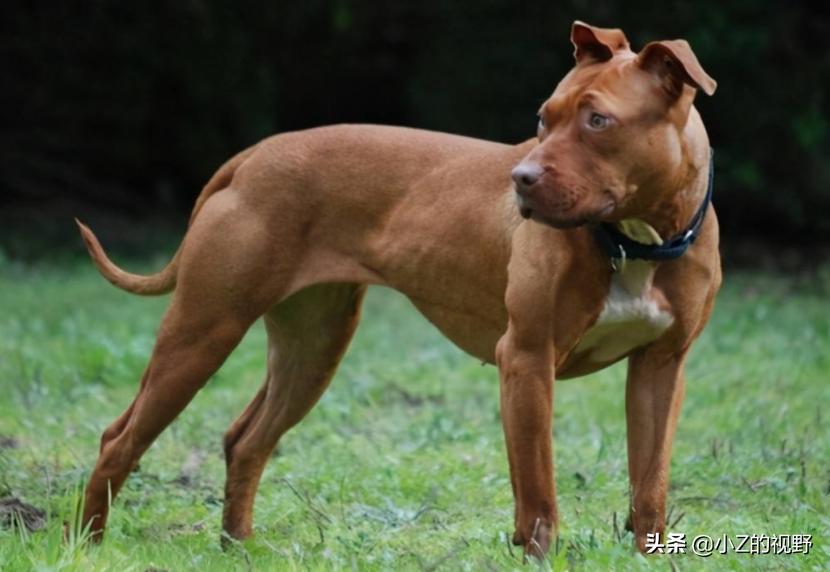 比特犬和二哈哪个厉害,比特犬怎么打不过土狗