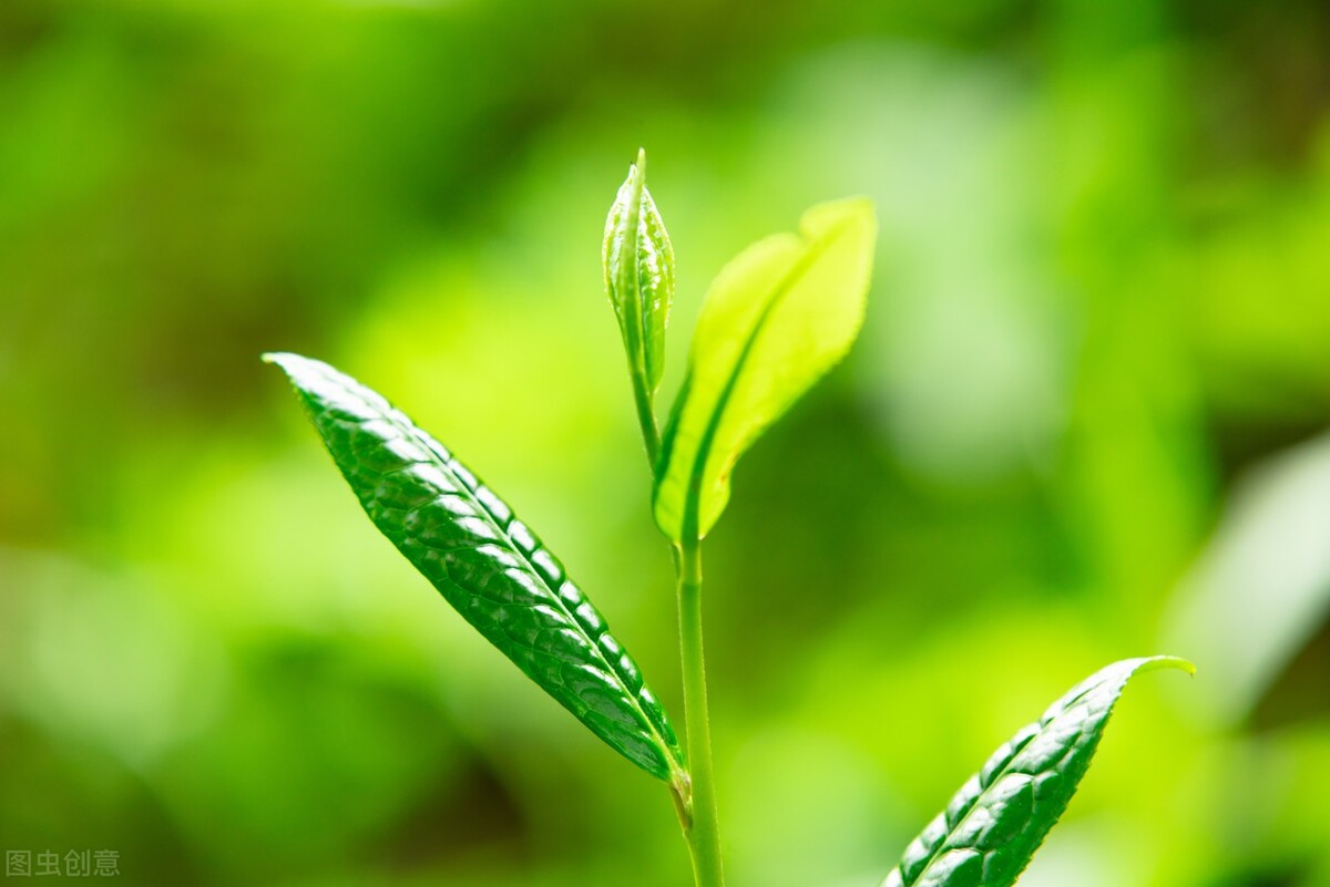 贵州最独特的茶是什么茶,贵州有哪些茶是很受年轻人的喜爱