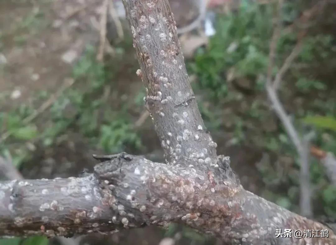 蚧壳虫专用杀虫剂使用方法,蚧壳虫专用花卉杀虫剂