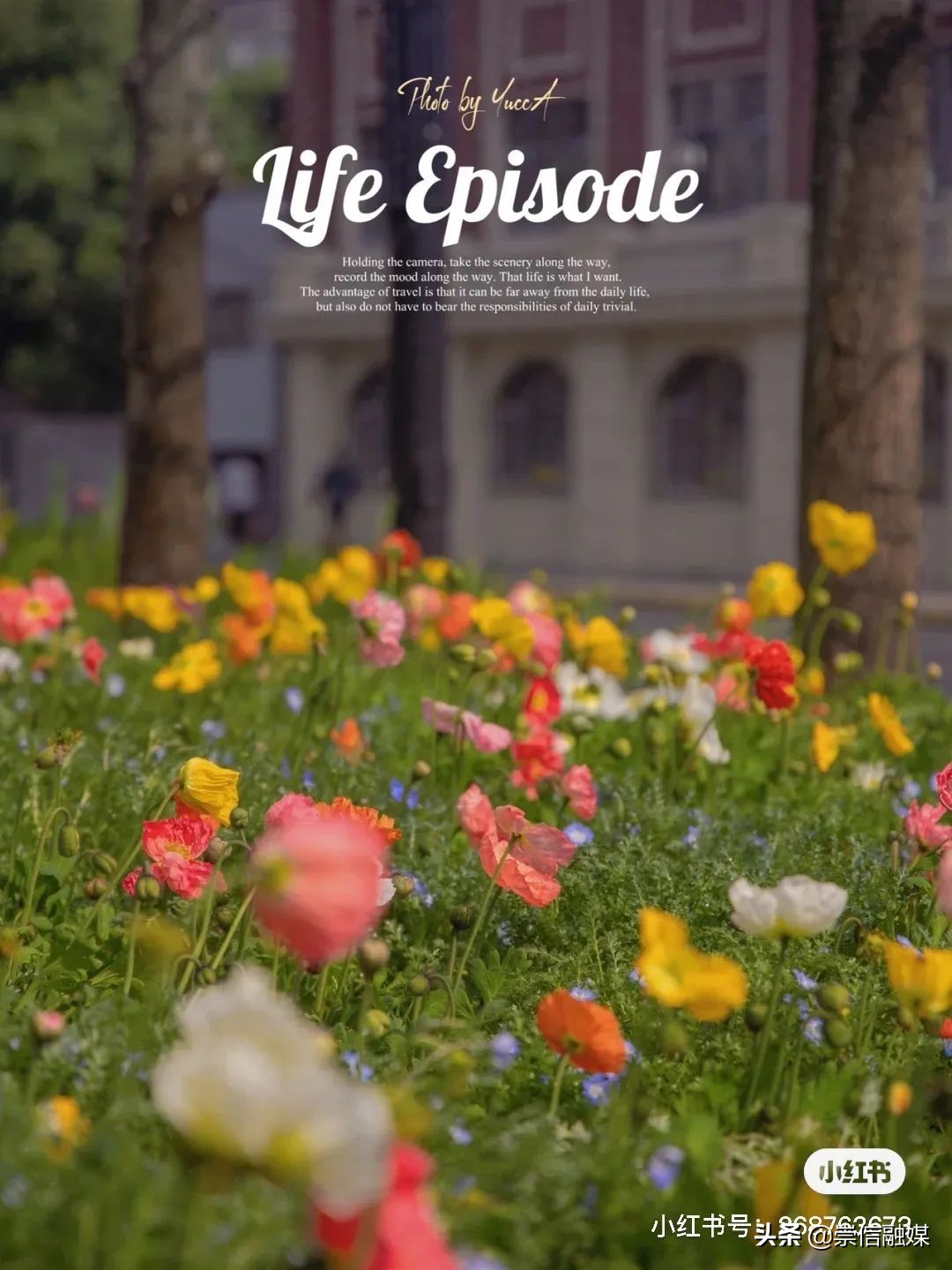 上海的浪漫鲜花,上海最美的鲜花