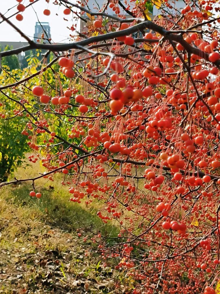 层林尽染的视频号,濮阳医专学历怎么样
