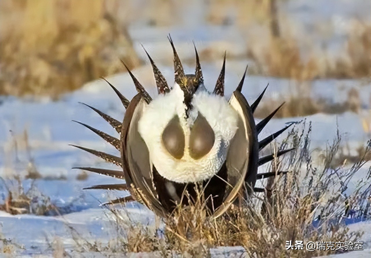 为什么狗狗交配前会先闻屁股，看似尴尬的小动作，却充满科学知识