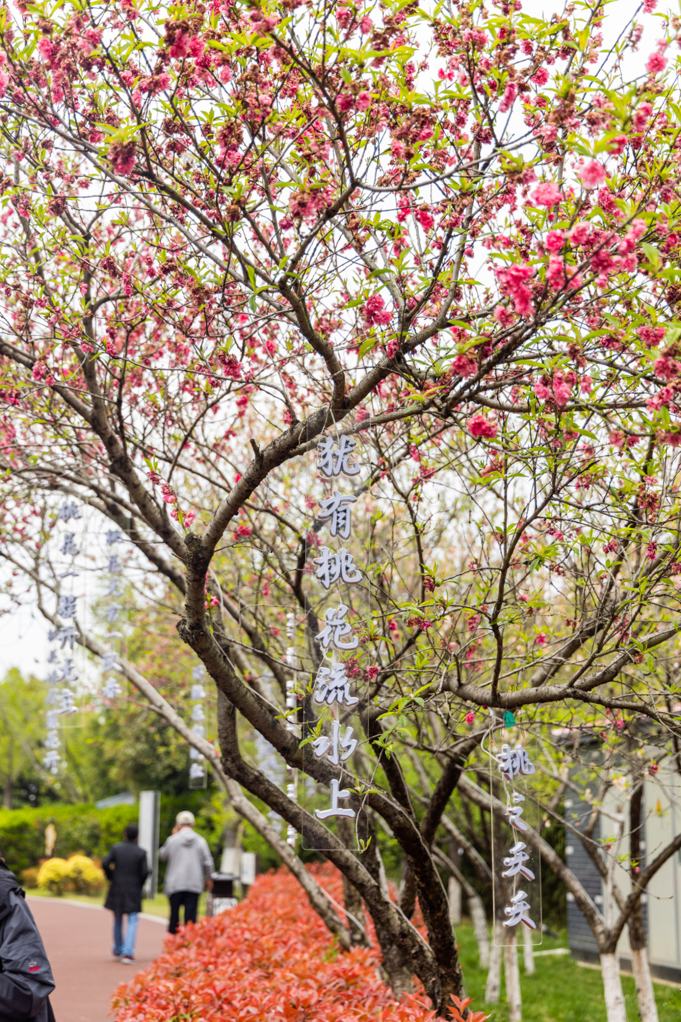 春日下江南杭州,泰州一日游攻略美食
