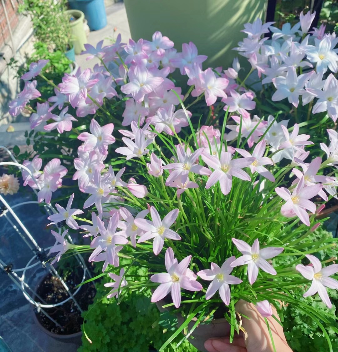 浪漫且美丽好养的花,初恋适合养的花