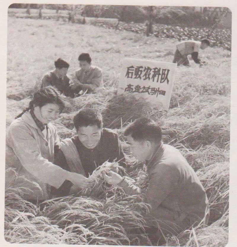 南方大米好吃还是东北大米好吃,东北大米哪个牌子的最香最好吃