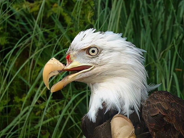 鹦鹉受伤后老啄伤口怎么办,鹦鹉喙部腐烂怎么办