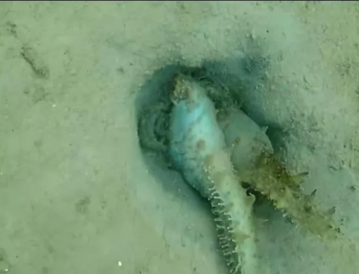 海参捕捞的最佳时间,海参进棚什么状态好