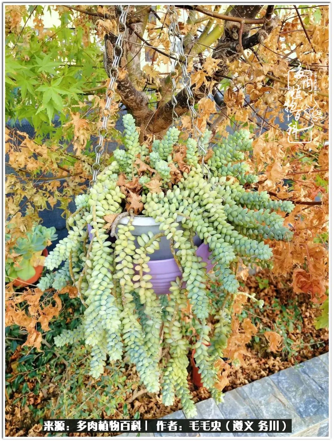 多肉可抵岁月,多肉之花语