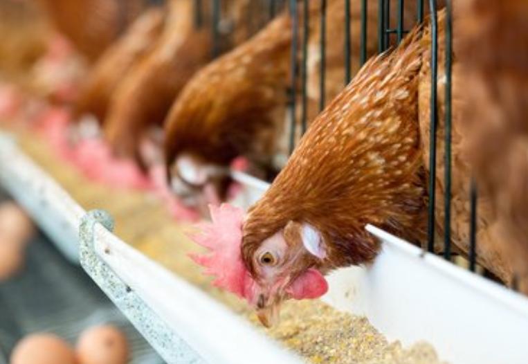 用干鸡屎与湿鸡屎做有机肥的区别,鸡屎怎么发酵变肥料