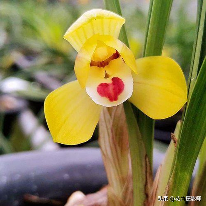 此兰拥有“*力暴**”黄金美学，金瓣玉蕊，香气直透肺腑，这就是实力