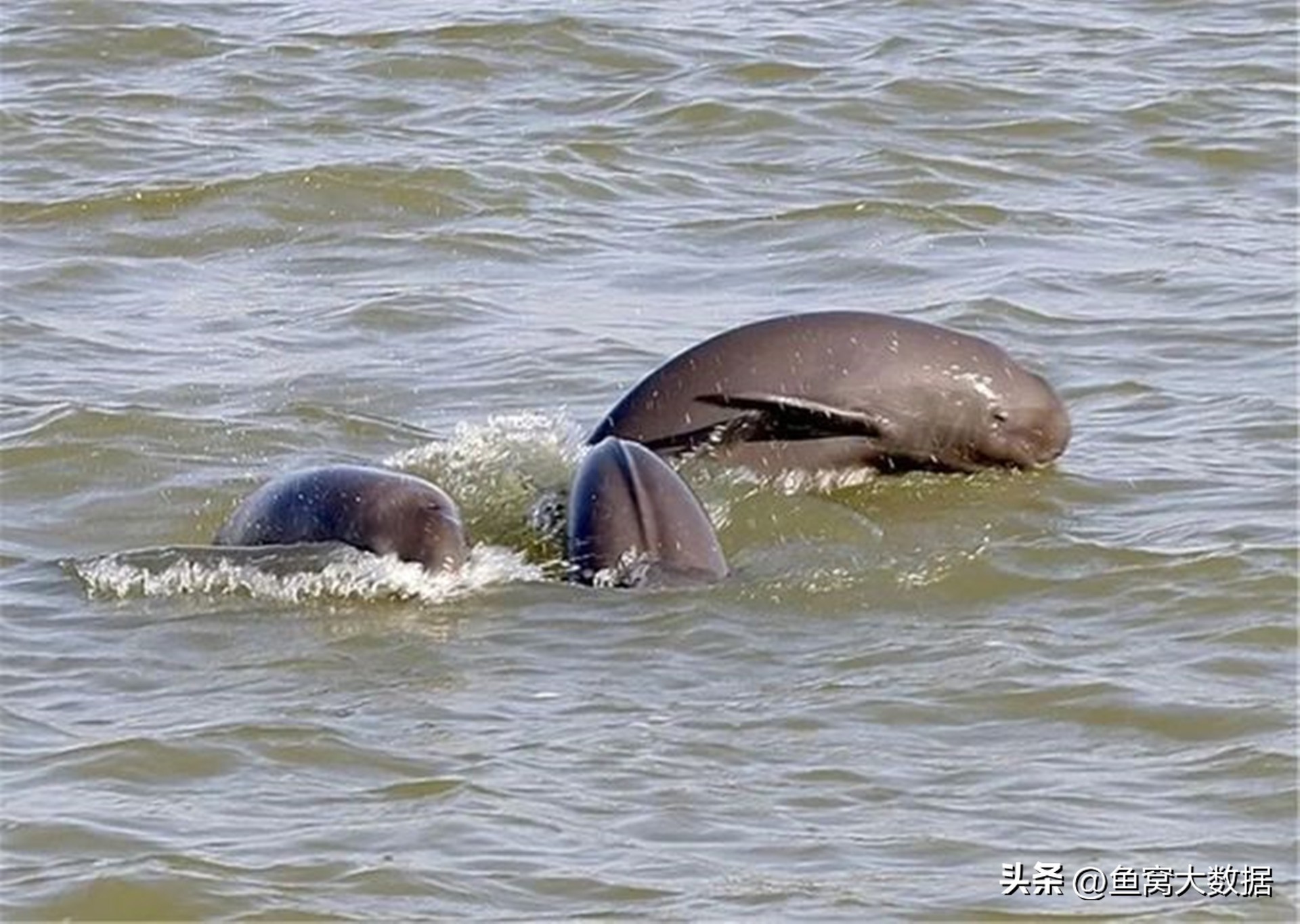 长江江豚吃什么呢,长江江豚以前可以吃吗