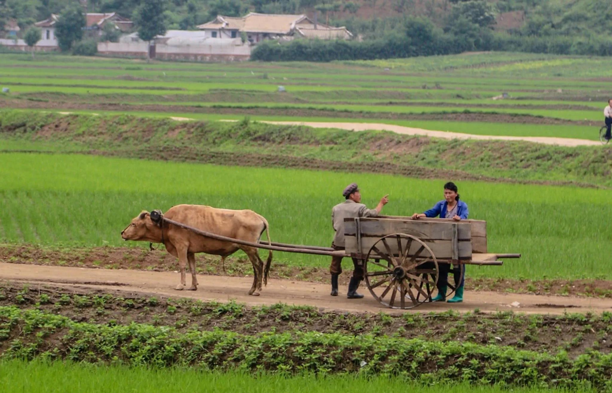 朝鲜之行,朝鲜之行的视频