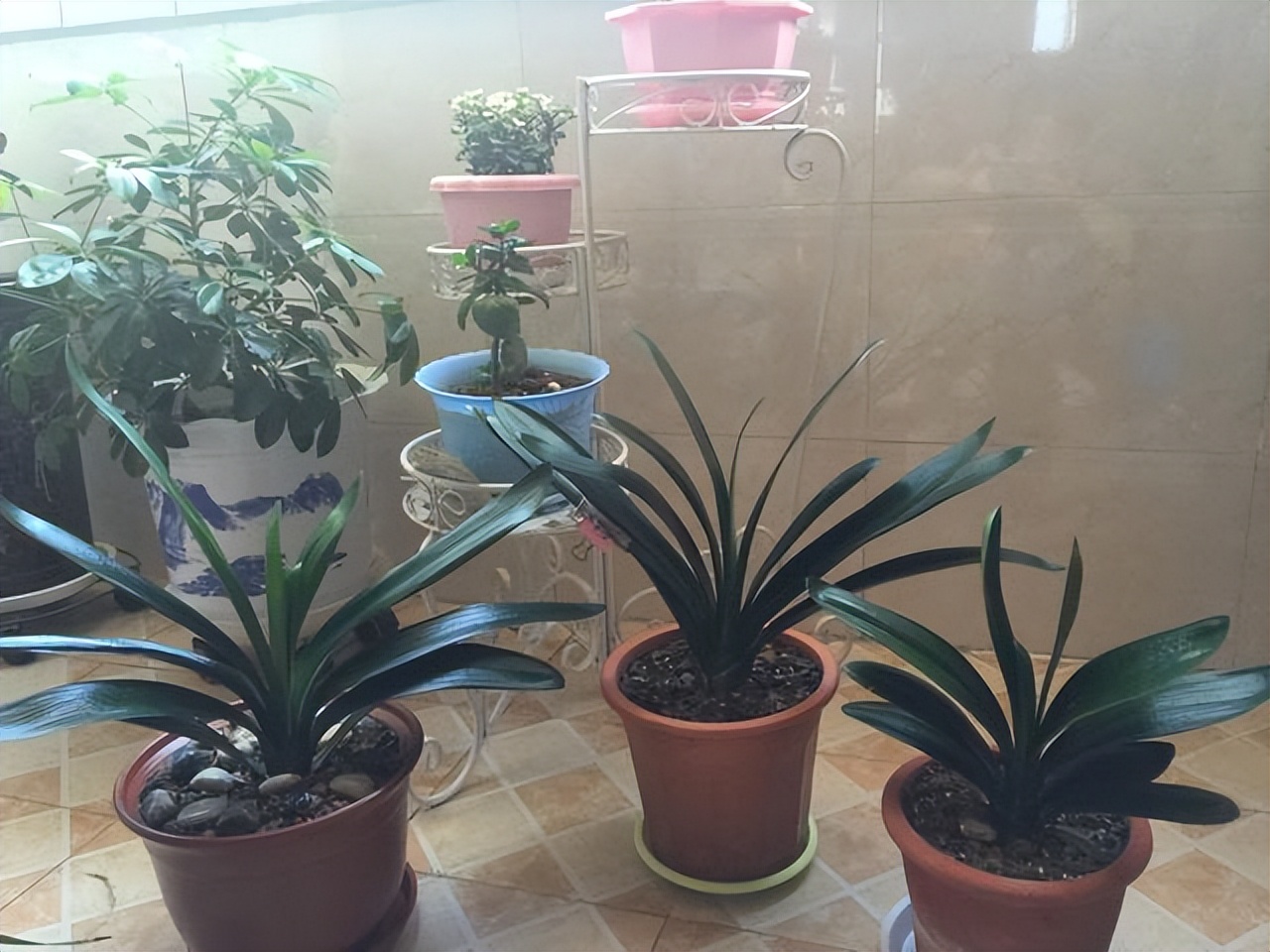 君子兰在二月份该如何管理,君子兰5月6月如何养护