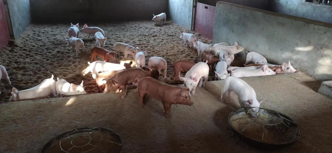 【温馨提示】这样做可以有效预防非洲猪瘟