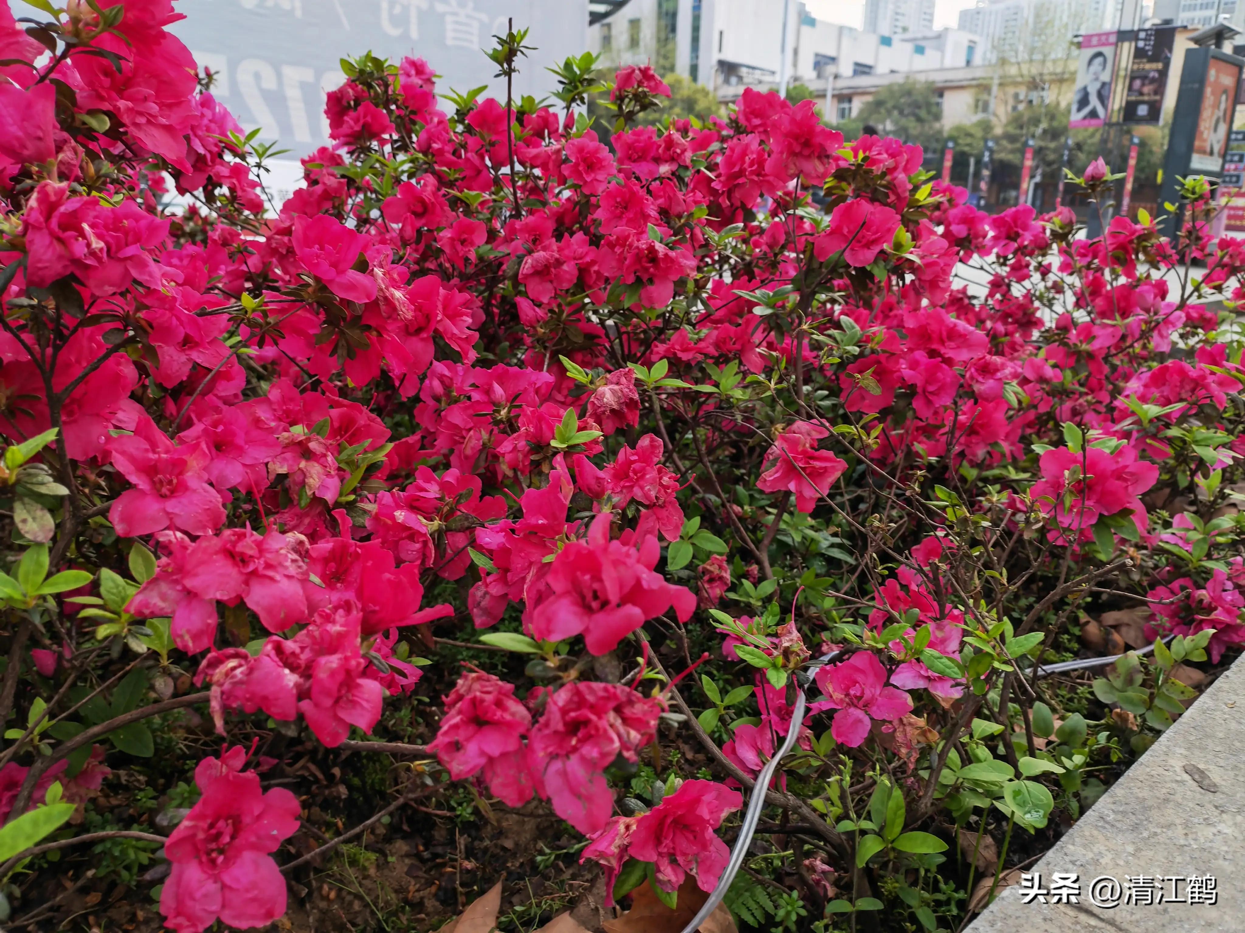 映山红扦插繁殖方法,映山红的扦插繁殖方法