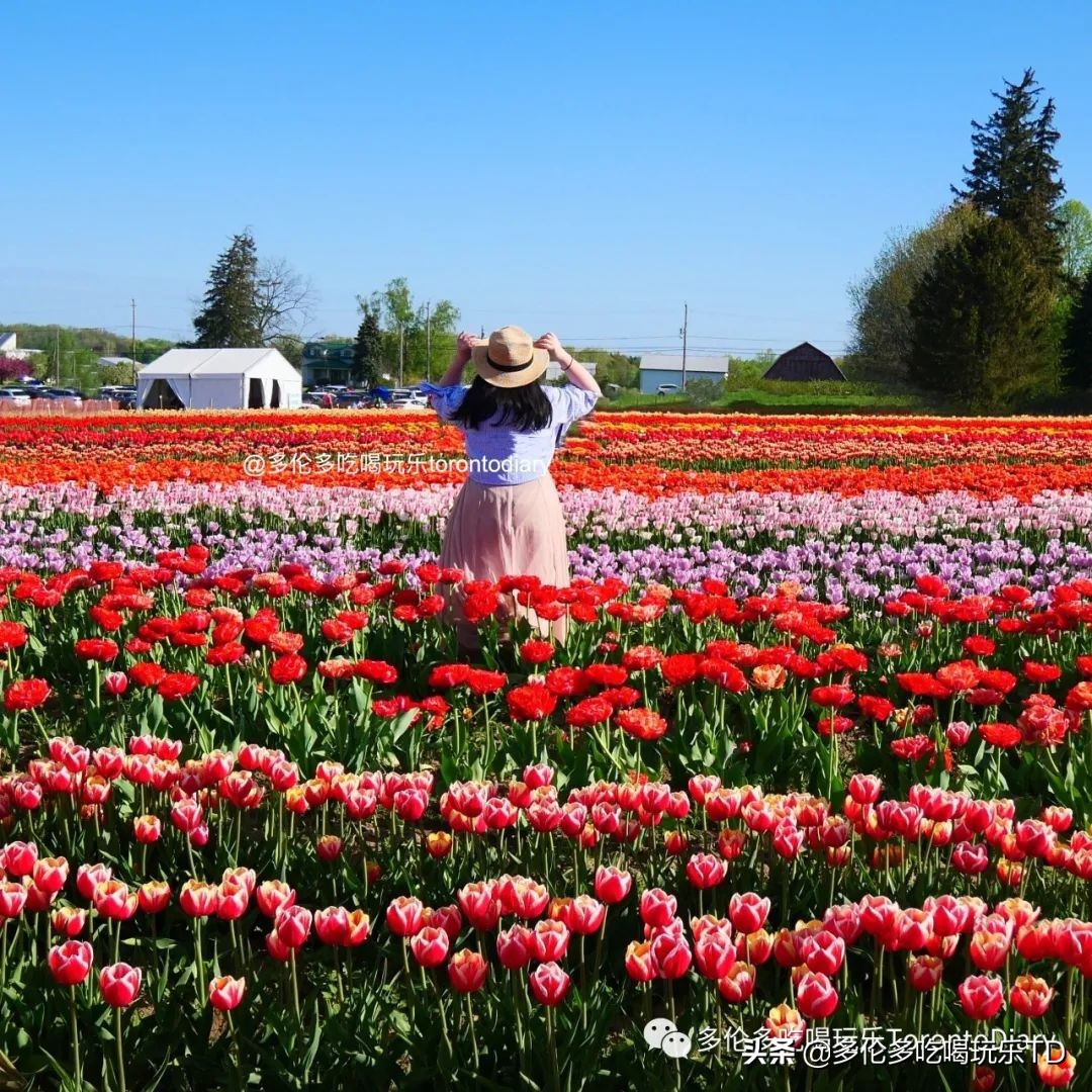 邂逅五彩斑斓的油菜花田,郁金香花田旅游攻略