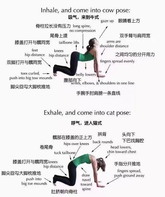 初学者12种瑜伽姿势名称英文,初学者瑜伽入门零基础8个动作