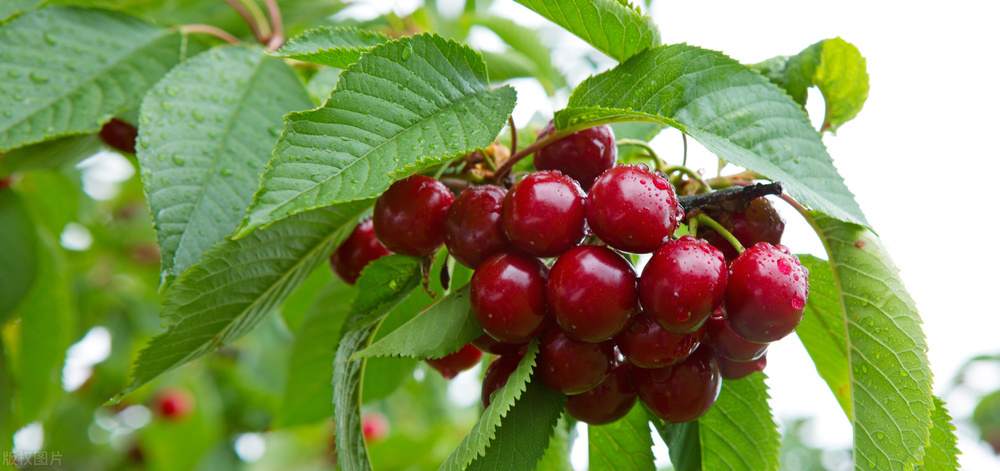 智利车厘子出口中国为什么这么贵,智利车厘子一年出口中国多少钱