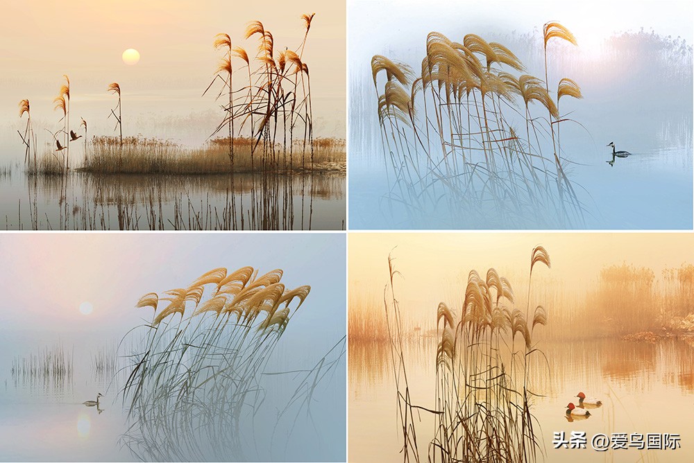 2024观鸟大年,观鸟大年介绍