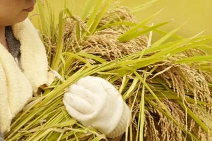 农历四月四日或五日是什么日子,立夏当天是四绝日吗