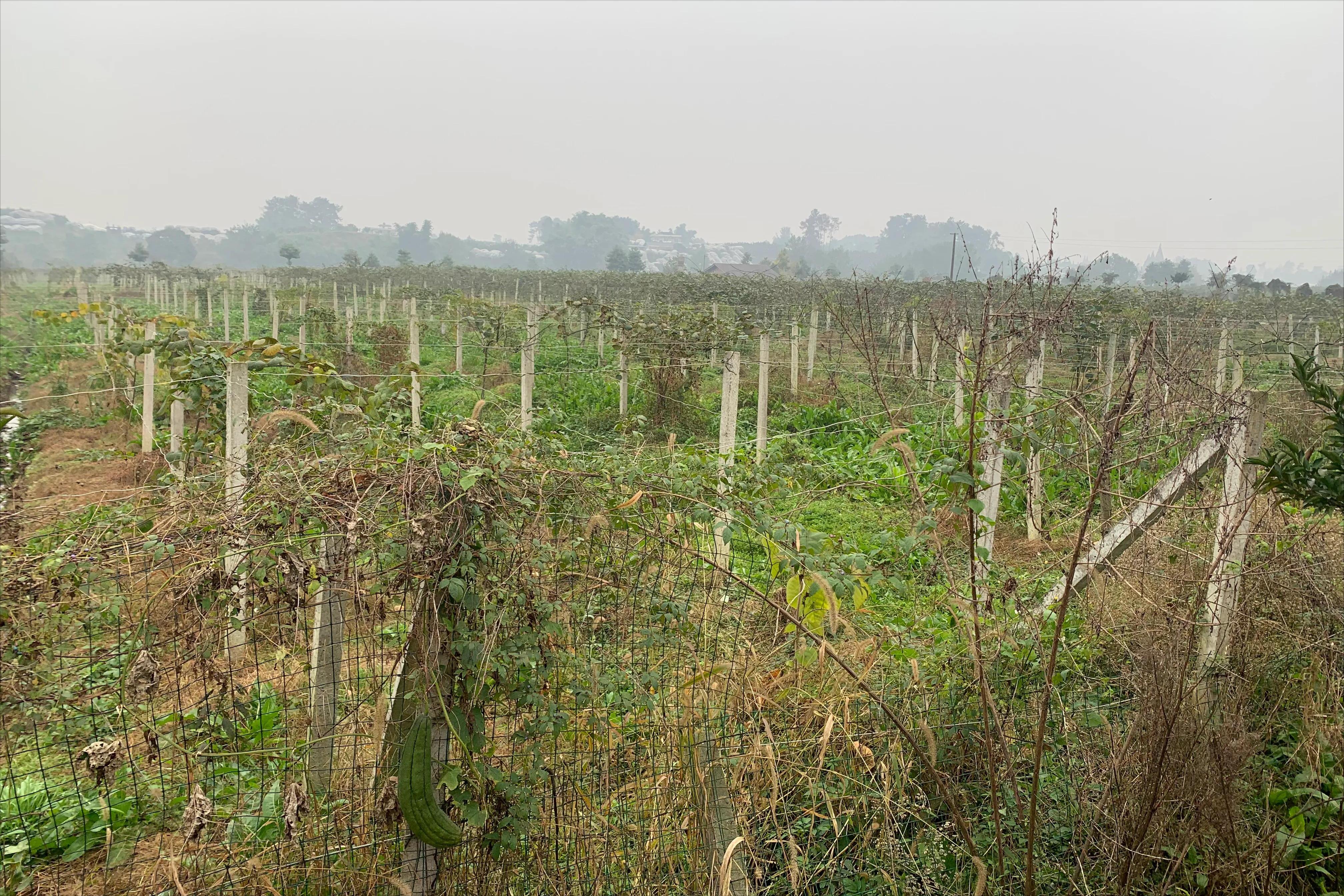 柑橘树最新行情,下半年猕猴桃走势预测