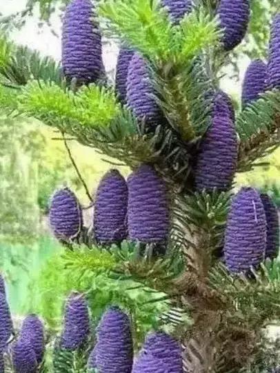 你见过松树吗,什么松树开花很漂亮