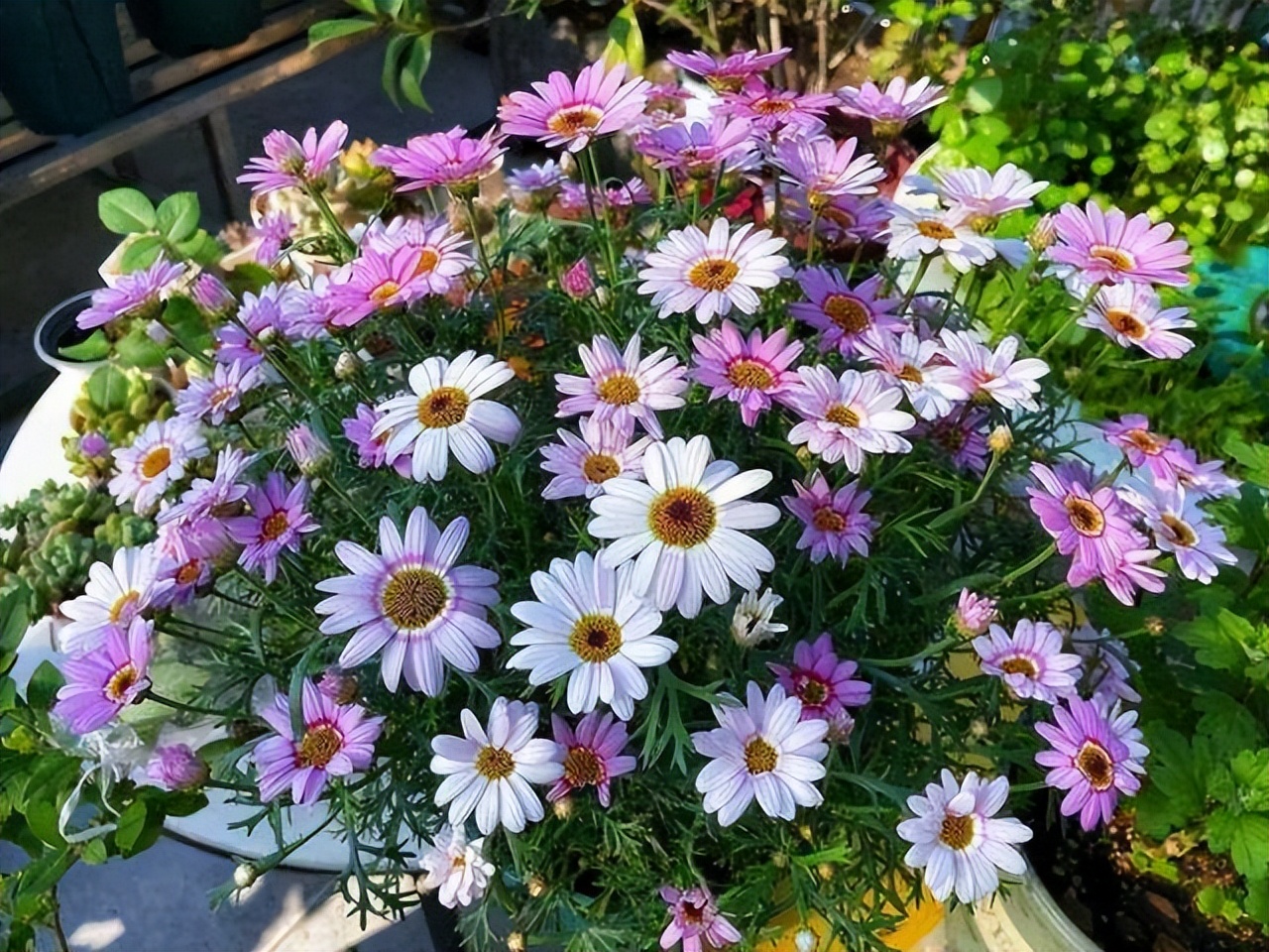 玛格丽特怎么养才长得好,如何养好玛格丽特