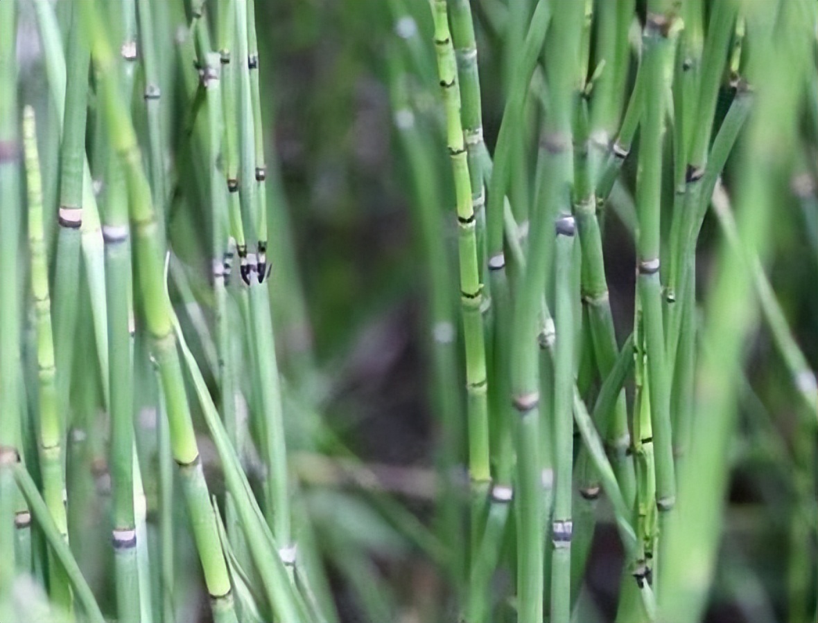 节节草能长期泡水喝吗有什么功效,老人用节节草泡脚的功效