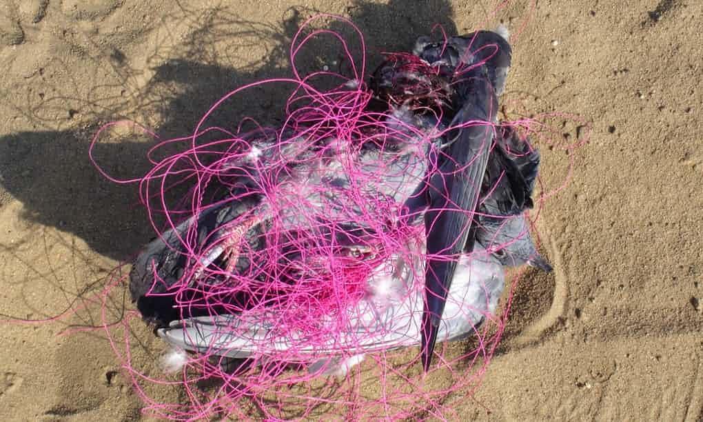 天空出现蝙蝠被挂空中,一蝙蝠疑似被挂在半空中