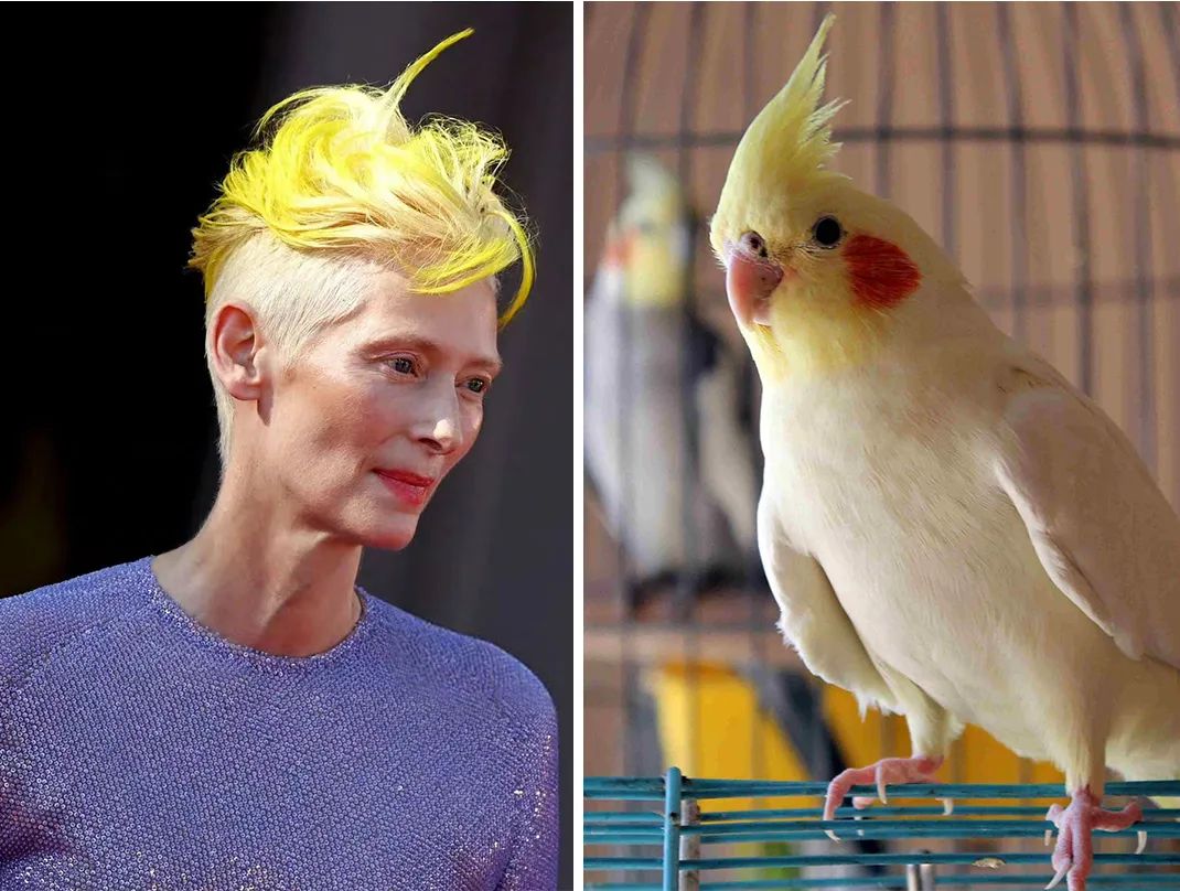 威尼斯红毯抓马多：甜茶穿红色露背装吸睛，凯特大魔王气场强…