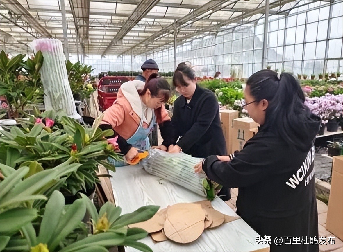 百里杜鹃哪里的花最好,百里杜鹃最近花开情况
