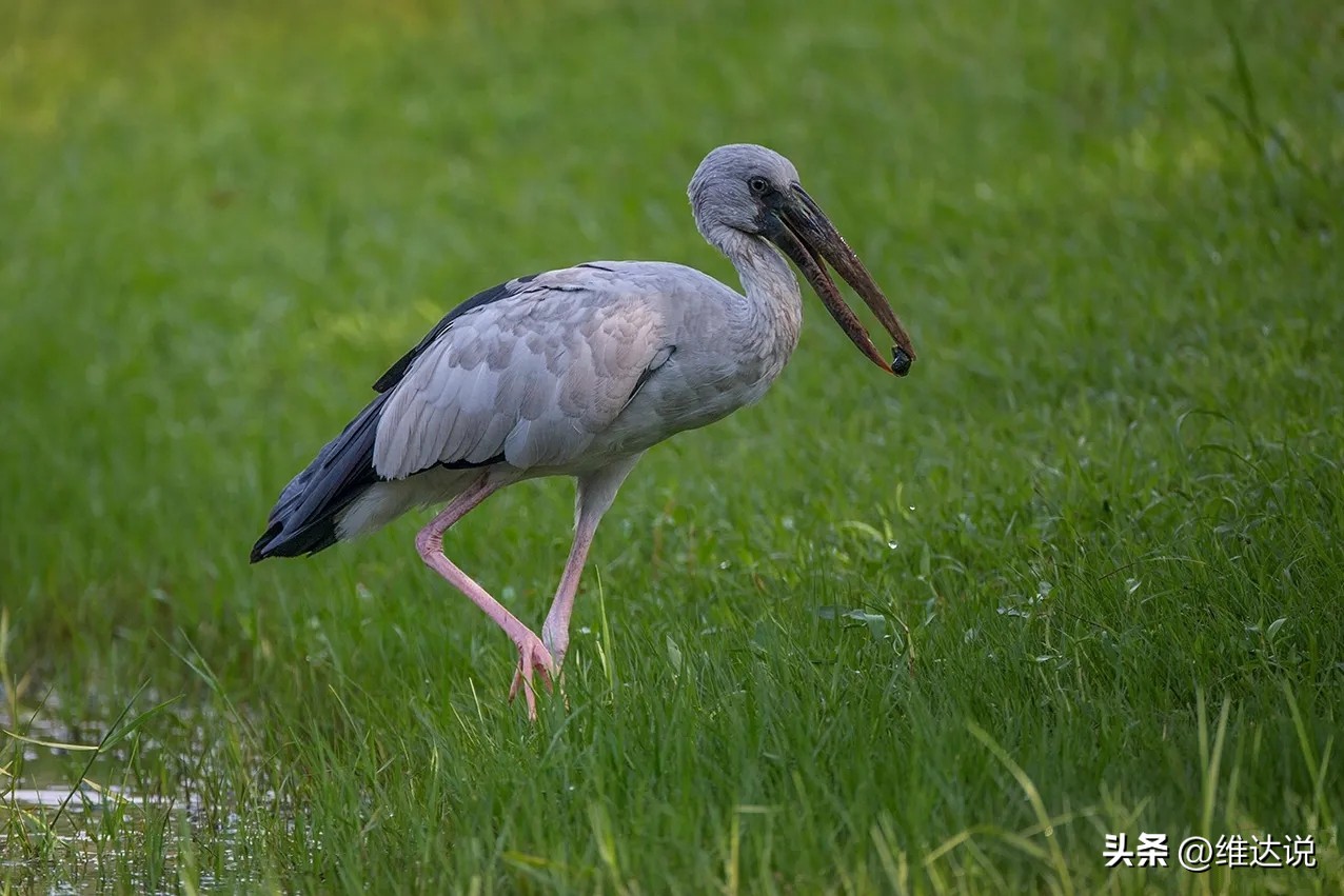 外来生物入侵鳄雀鳝怎么出现的,图说外来入侵物种鳄雀鳝