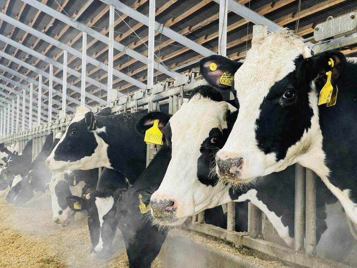 畜牧经营管理如何打造国际竞争力,如何提升畜牧产业竞争力