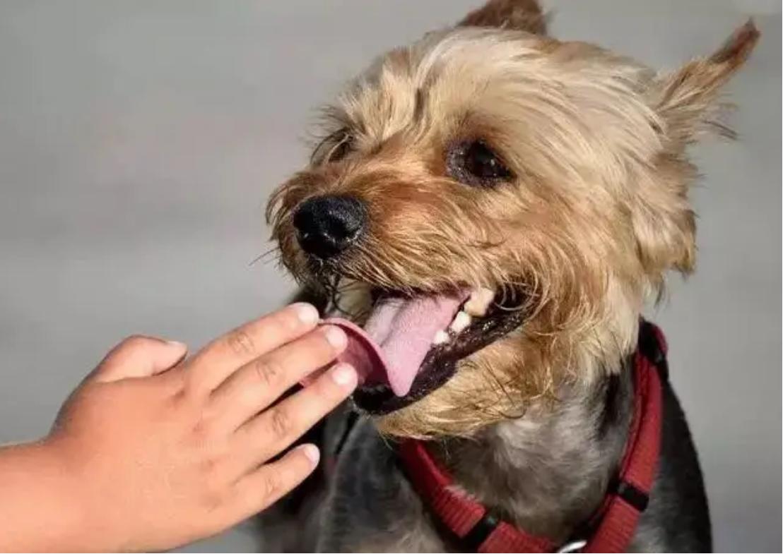 狗狗口臭的原因及治疗方法,导致狗狗口臭的原因