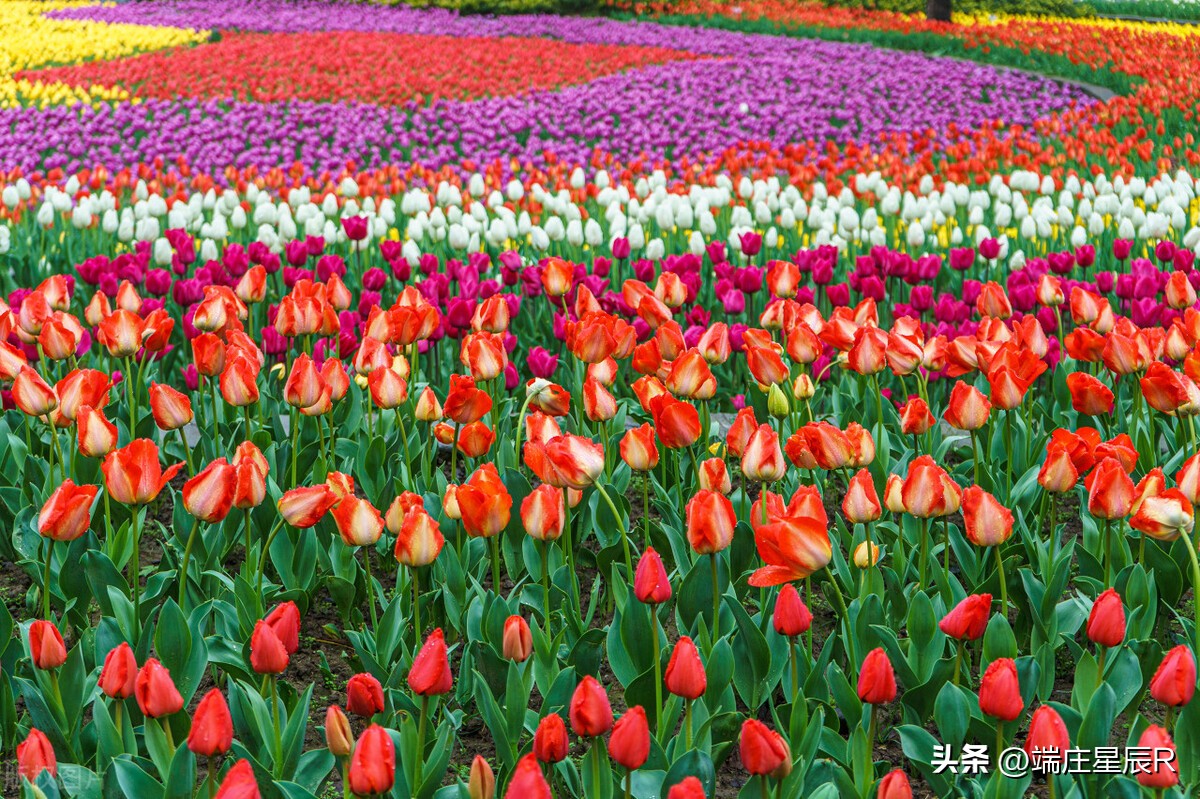 一定不要错过郁金香开花的季节,郁金香鲜花什么季节有