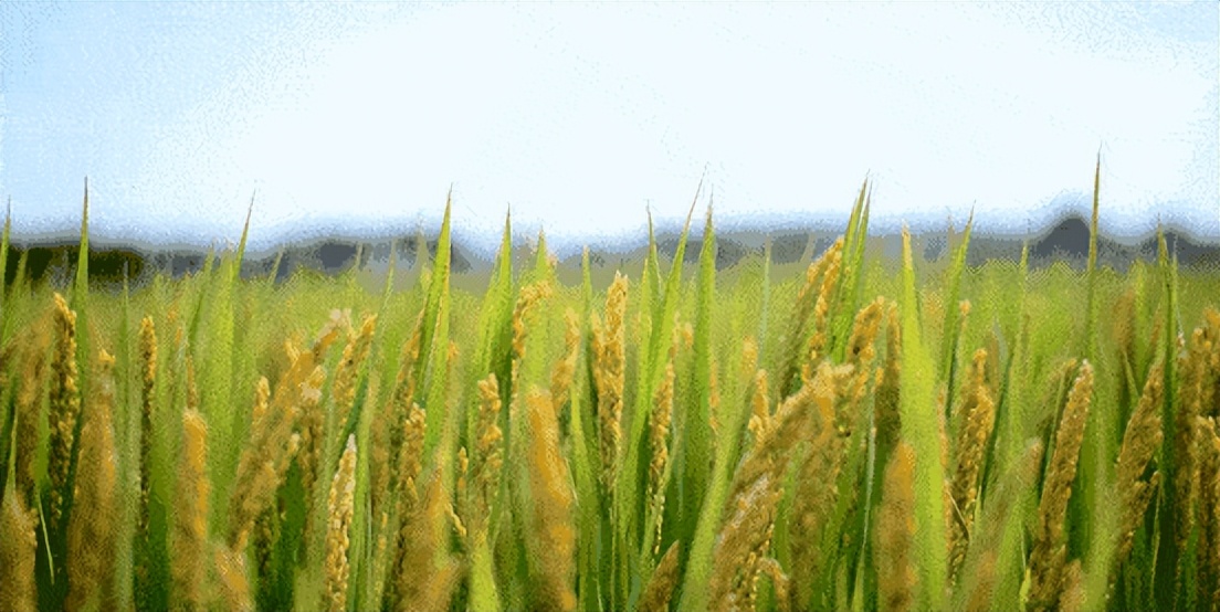 “金桂飘香，秋收时节”鄱阳湖生态农业企业文化活动精彩回顾