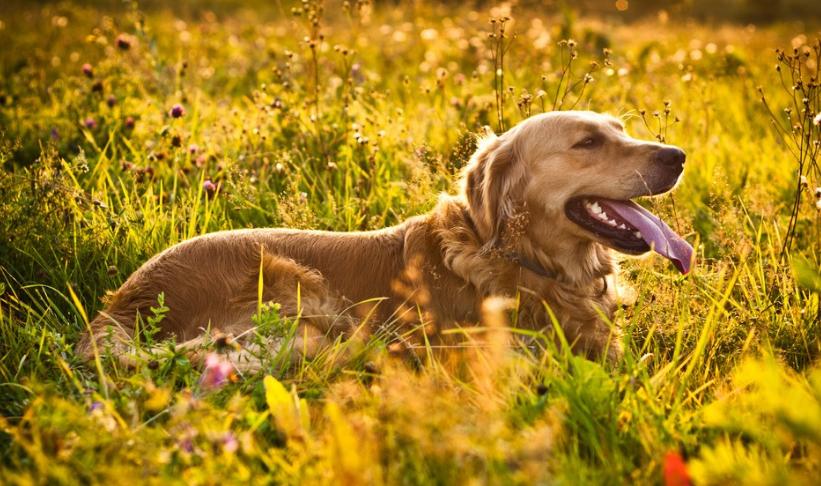 金毛的掉毛怎么处理比较好,金毛掉毛最快解决方法