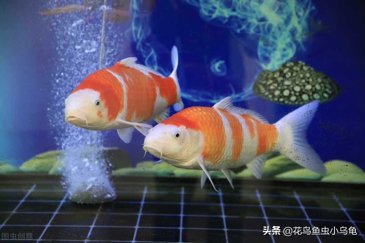 新手锦鲤怎么养活的,锦鲤怎么养才能养活自己