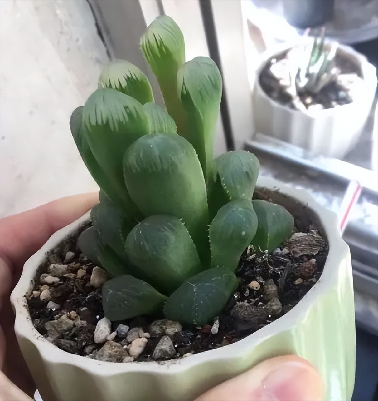 奶奶叮嘱，“花草有三不送，送了变仇人”，过来人的经验