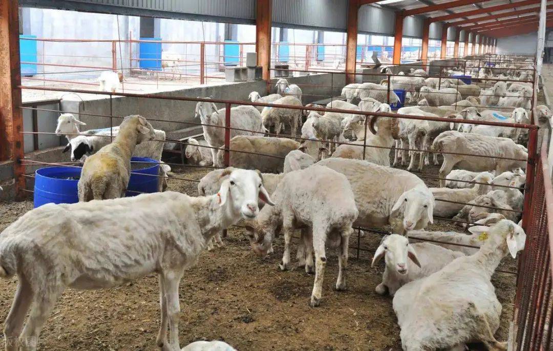 牛羊风湿的最佳治疗方法,牛羊风湿病治疗方法