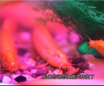 小伙养泥鳅年入百万,90后小伙养变异泥鳅