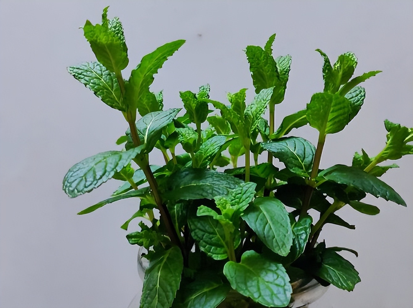 如何能使薄荷快速生长,怎样能让薄荷持续散发香味