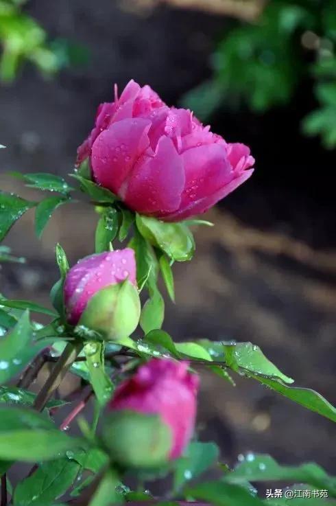 世界独一无二中国国花洛阳牡丹,洛阳牡丹定为国花的理由