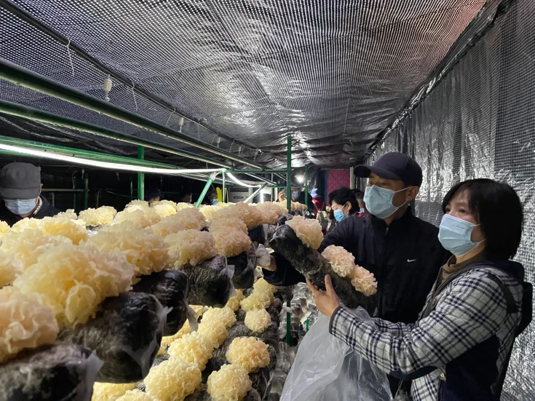 阳台农业产业链,阳台农业最新消息