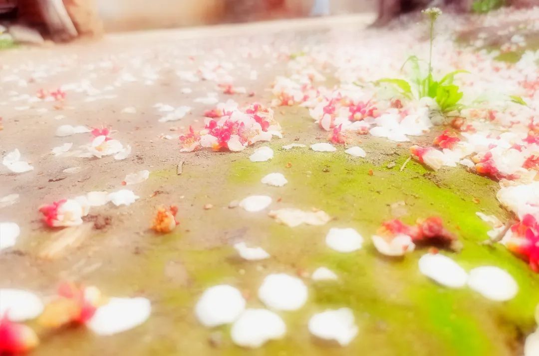 美得不可方物100句,美得不可方物的句子